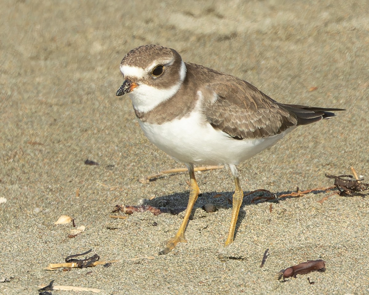 Semipalmated Plover - Kyle Blaney