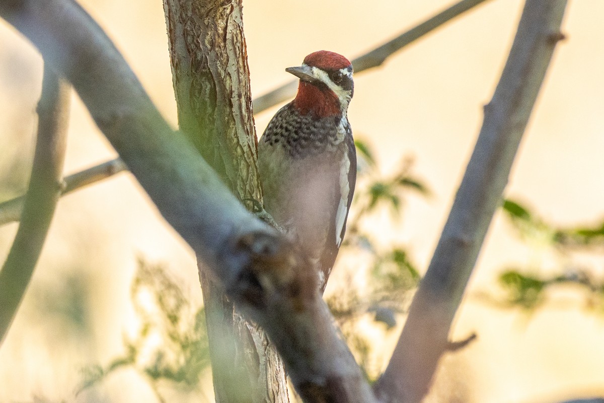 Red-naped Sapsucker - ML624090121