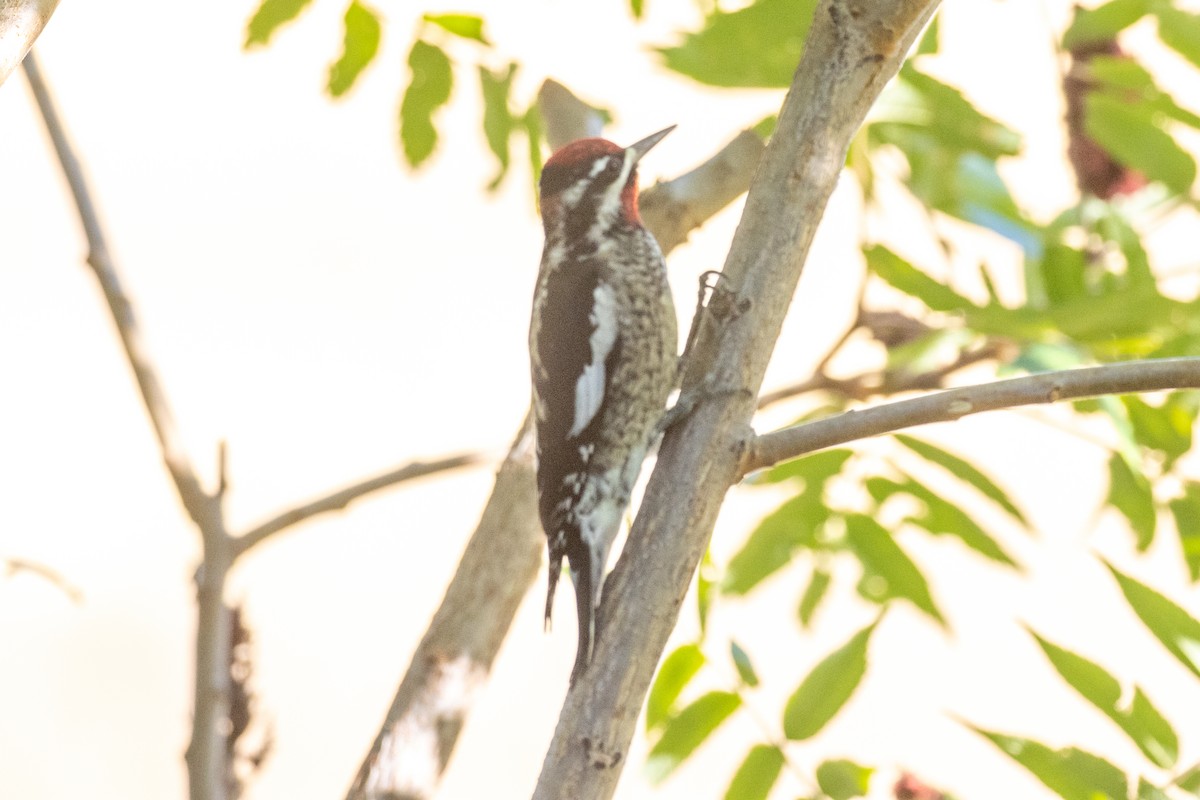 Red-naped Sapsucker - ML624090122