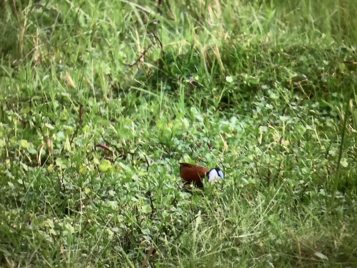 African Jacana - ML624090139