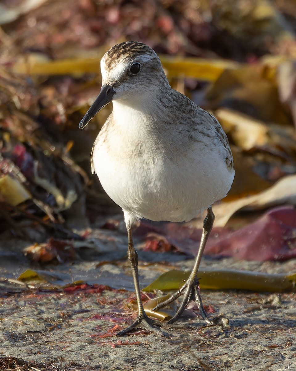 Sandstrandläufer - ML624090141