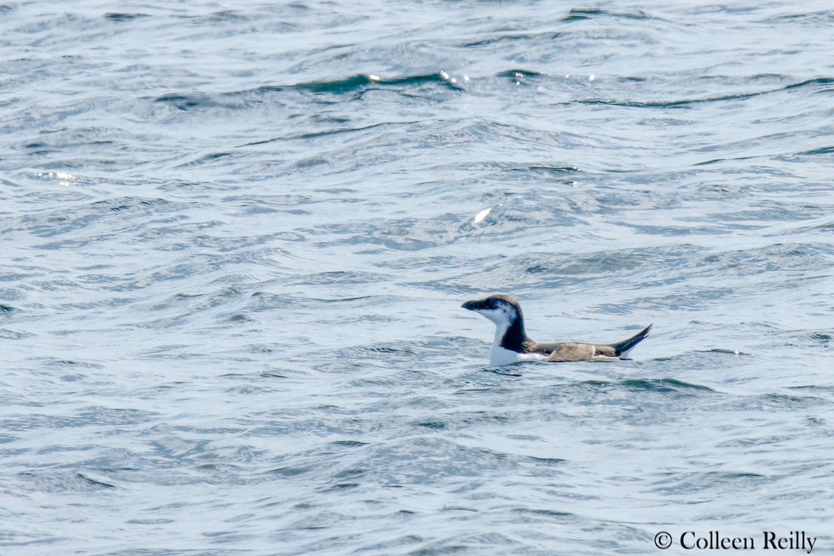 Razorbill - ML624090155