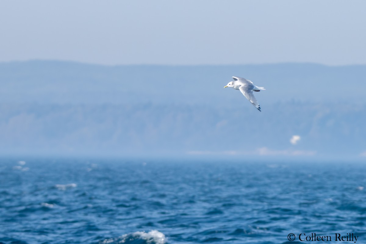 Black-legged Kittiwake - ML624090178
