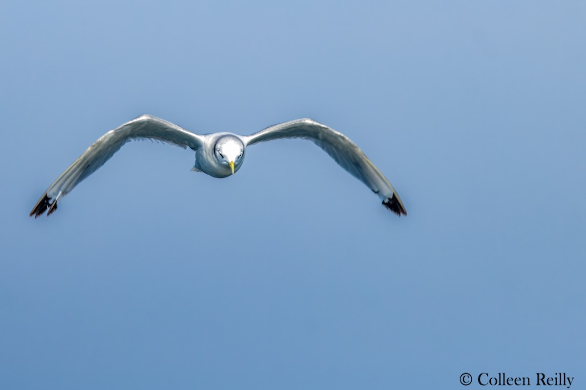 Black-legged Kittiwake - ML624090179