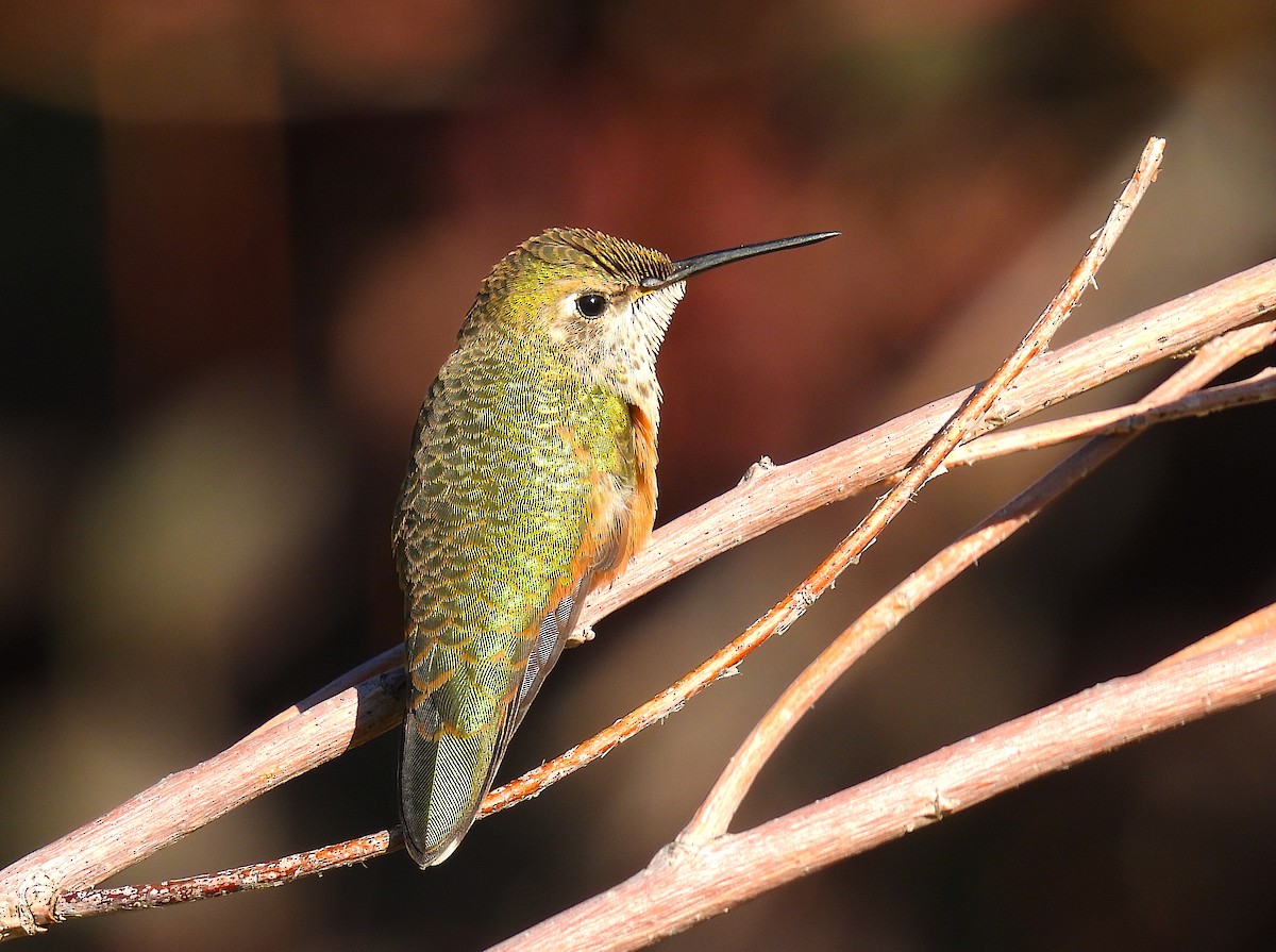 Broad-tailed Hummingbird - Ted Floyd