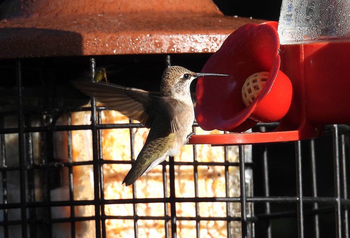 Black-chinned Hummingbird - ML624090188