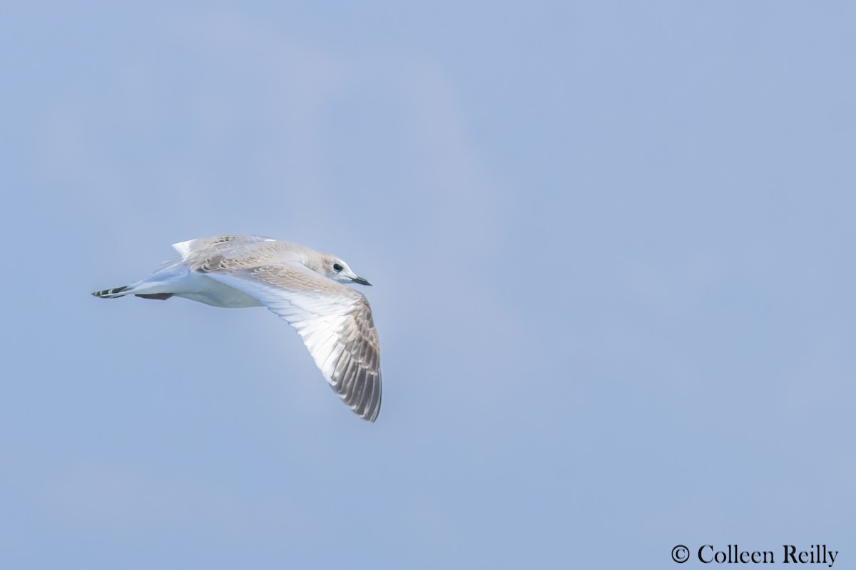 Sabine's Gull - ML624090190
