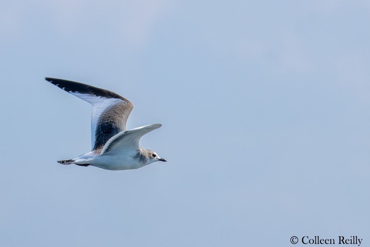 Sabine's Gull - ML624090191