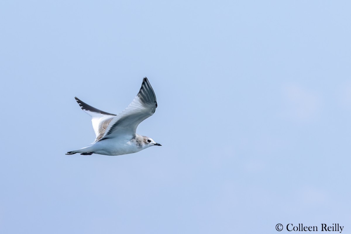 Sabine's Gull - ML624090192