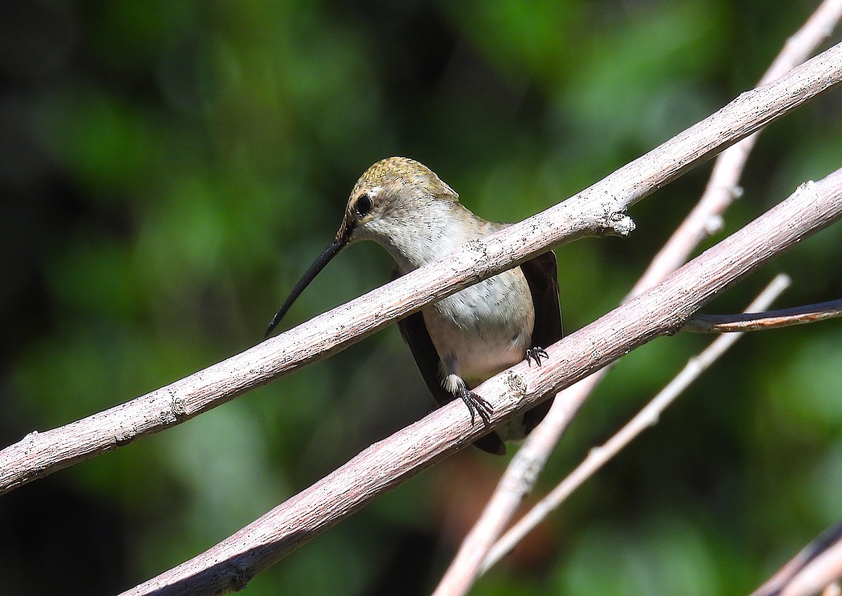 Black-chinned Hummingbird - ML624090193