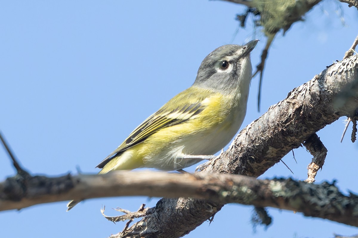 Graukopfvireo - ML624090218