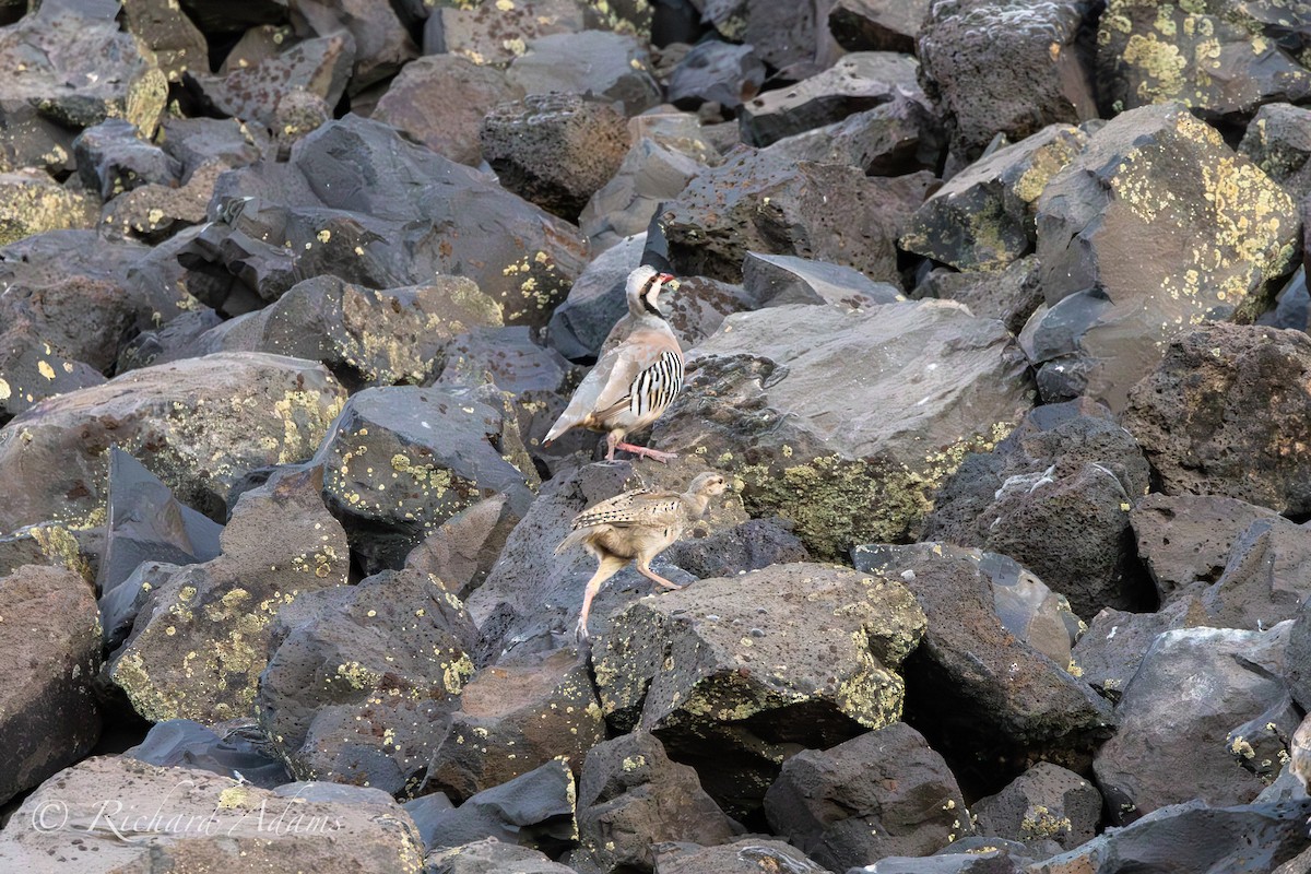 Chukar - ML624090221