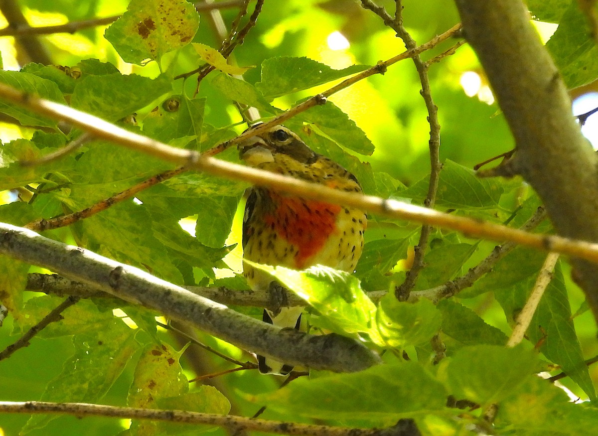 Rose-breasted Grosbeak - ML624090231