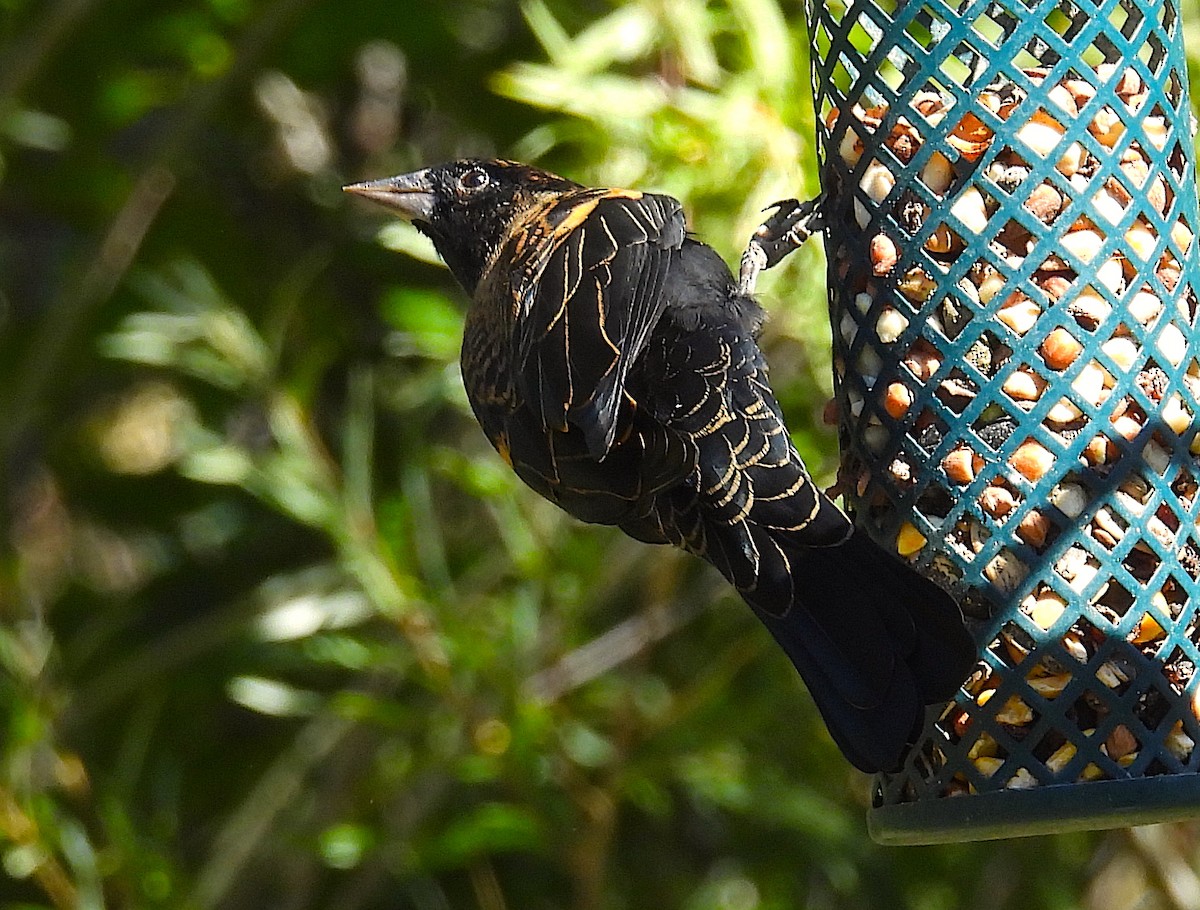 Red-winged Blackbird - ML624090233