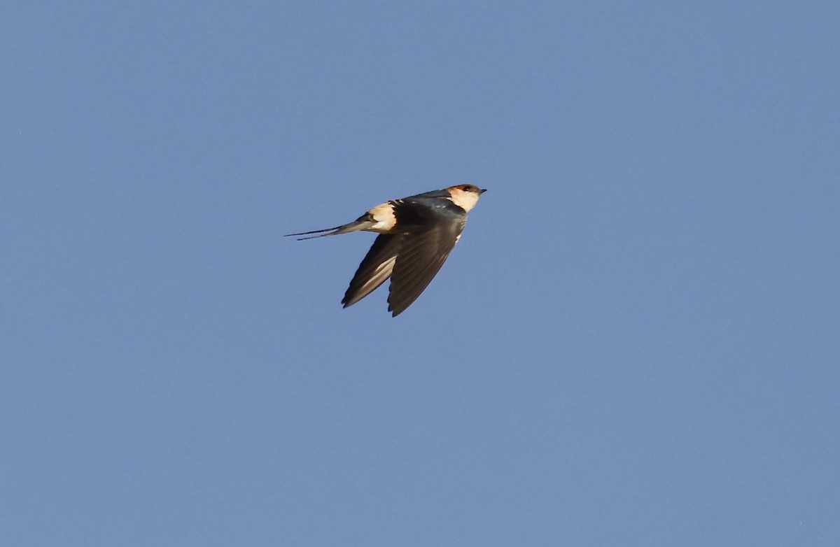 Greater Striped Swallow - ML624090246