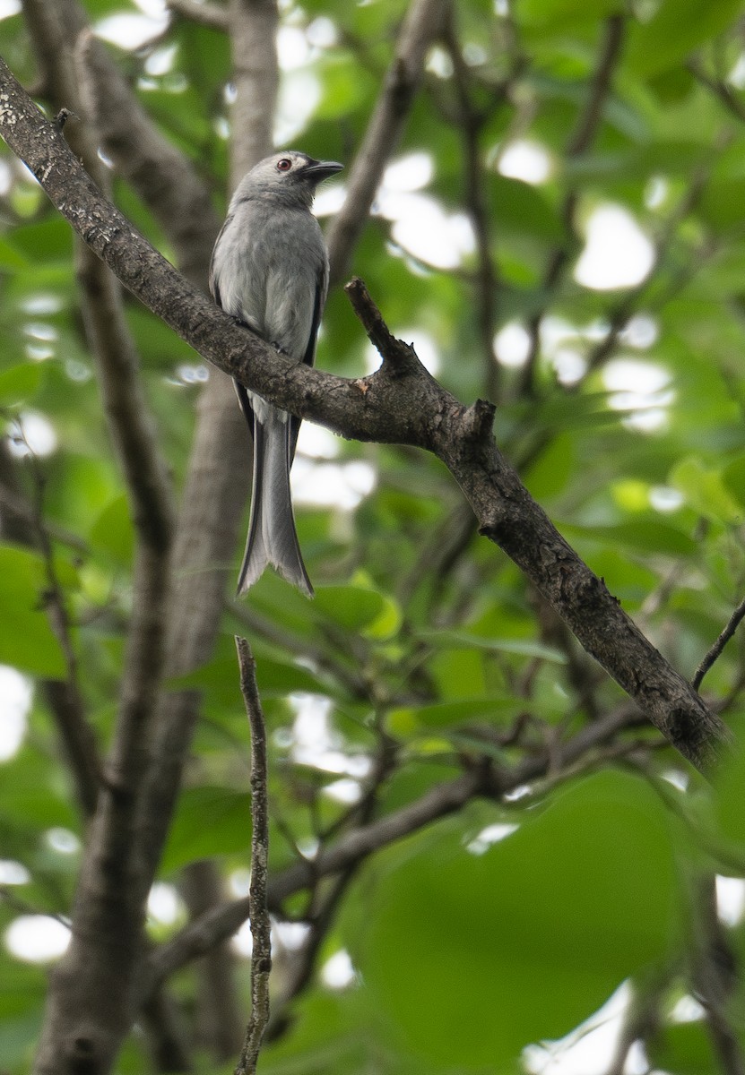 Ashy Drongo - ML624090255