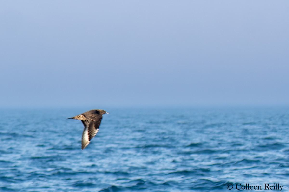 Parasitic Jaeger - ML624090281