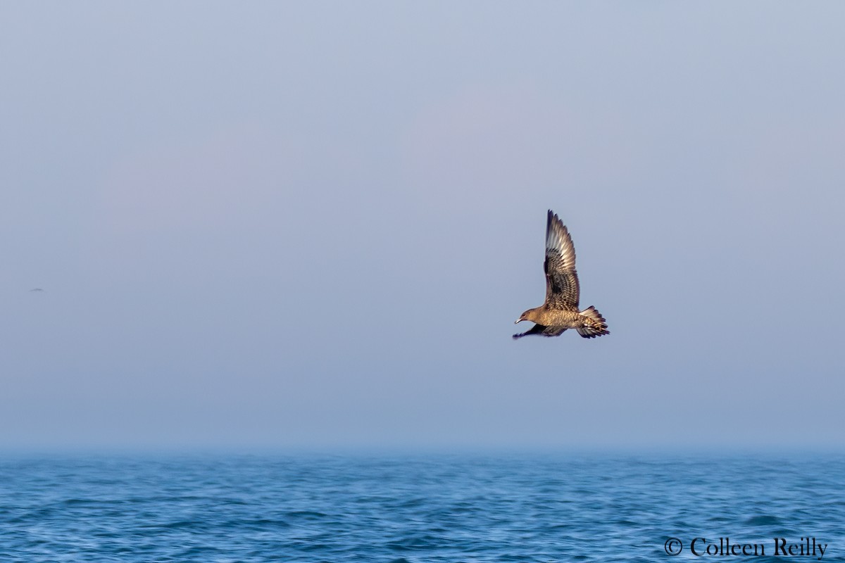 Parasitic Jaeger - ML624090283