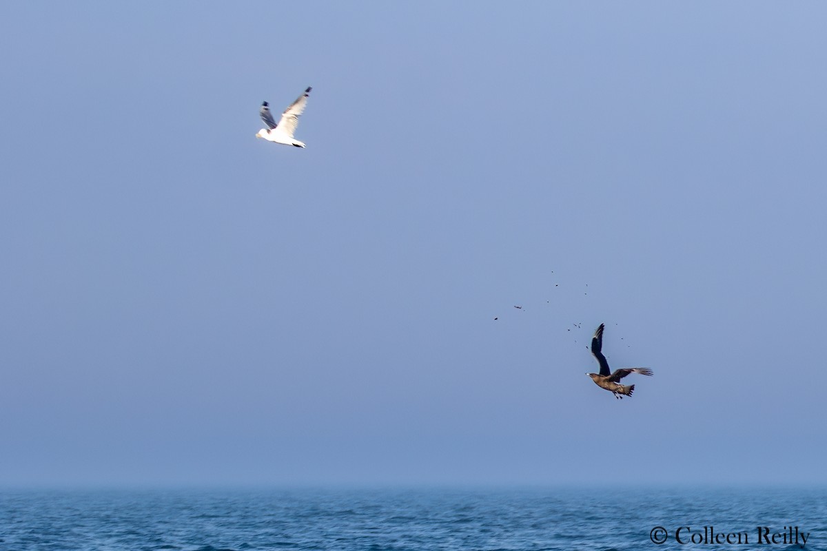 Parasitic Jaeger - ML624090285