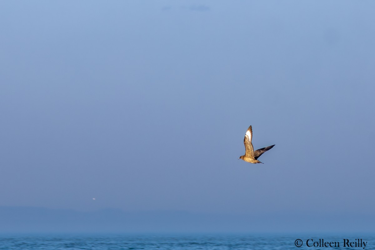 Parasitic Jaeger - ML624090286