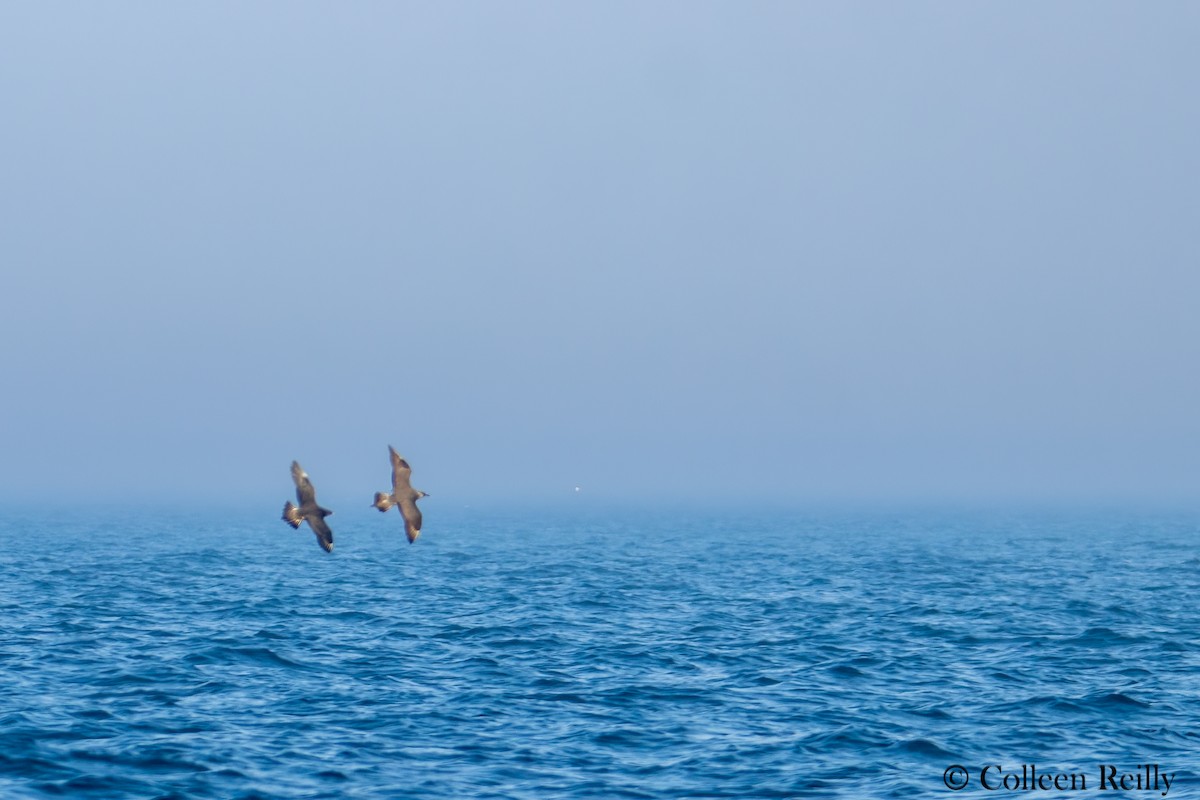 Parasitic Jaeger - ML624090287