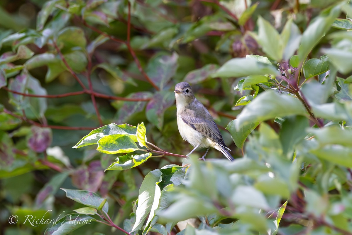 Warbling Vireo - ML624090309