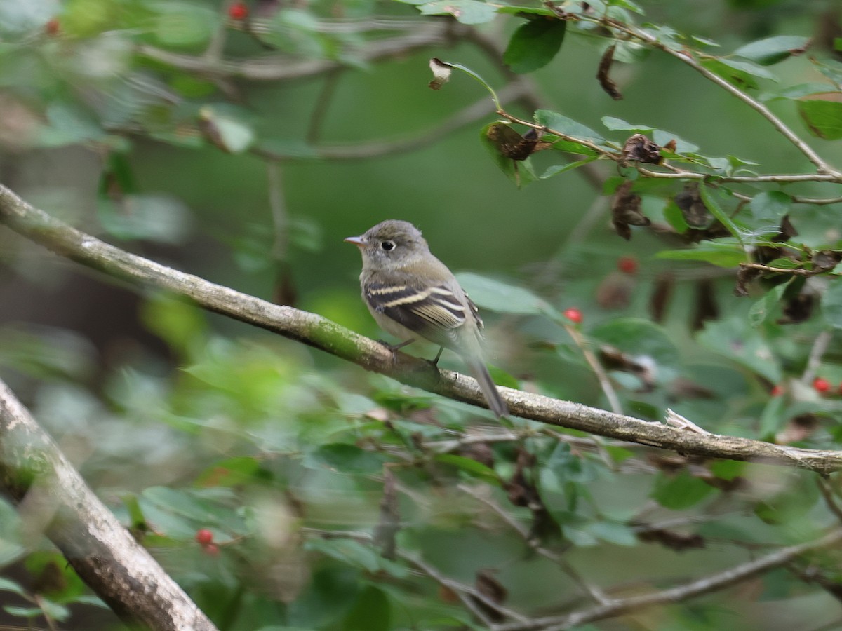 Least Flycatcher - ML624090361