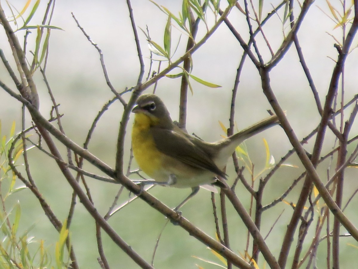 Yellow-breasted Chat - ML624090363