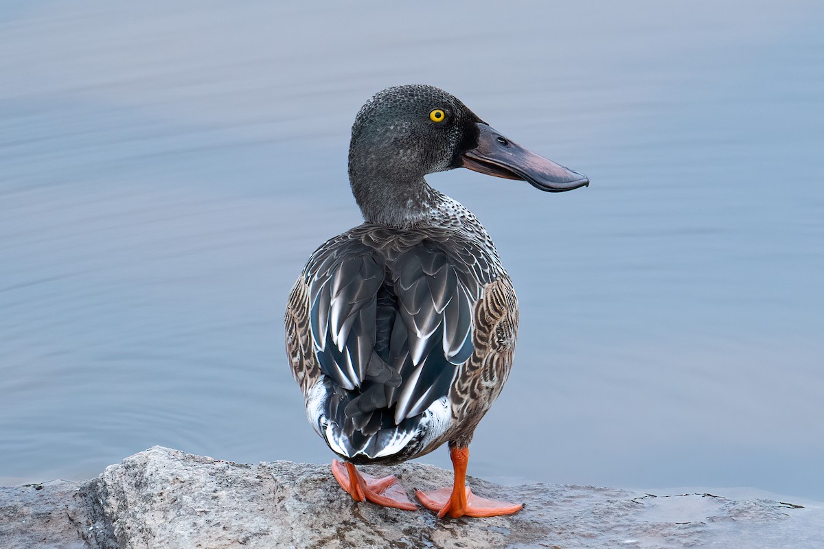 Northern Shoveler - ML624090398