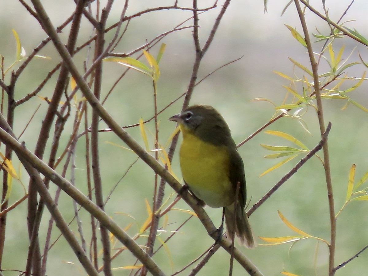 Yellow-breasted Chat - ML624090399