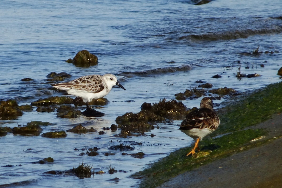 Semipalmated Sandpiper - Kenny Munsell