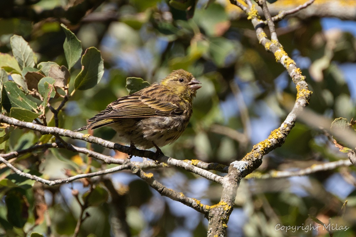 European Serin - Milas Santos