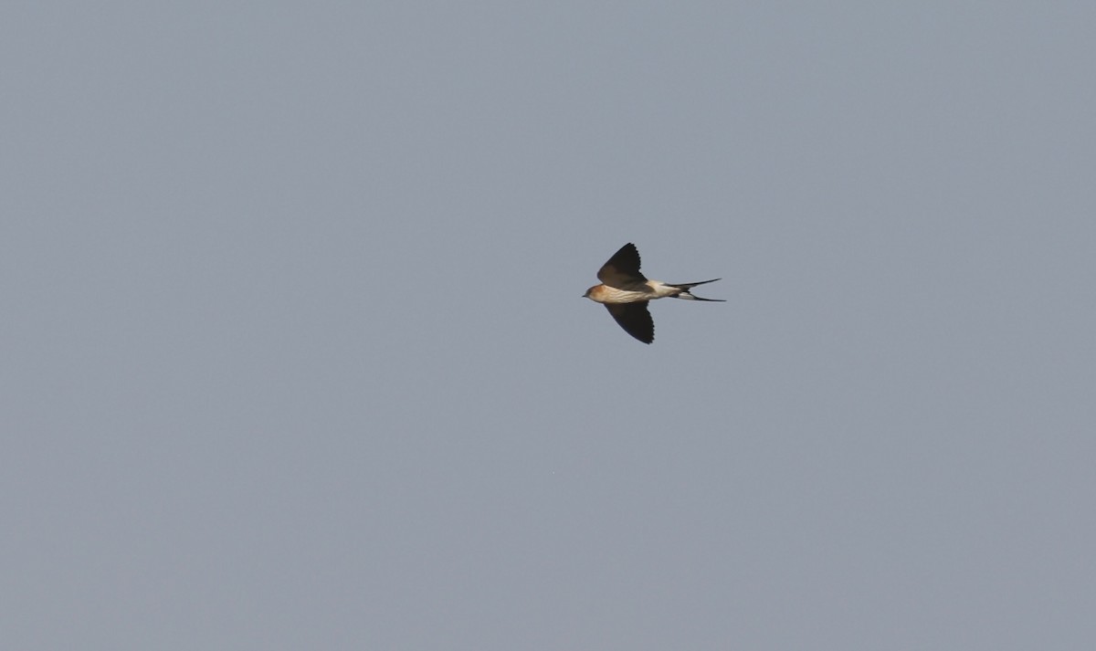 Greater Striped Swallow - ML624090408