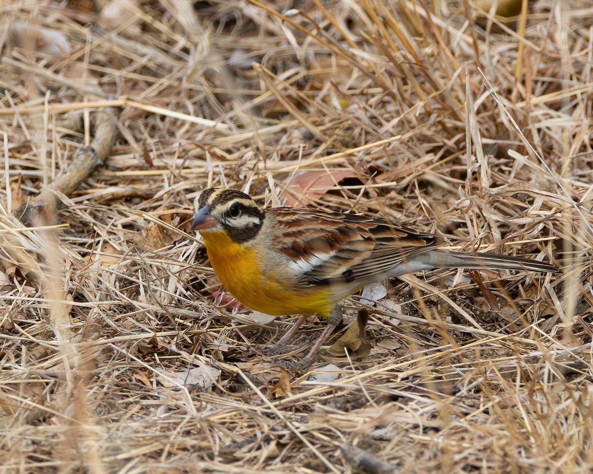 Golden-breasted Bunting - Kari Sasportas