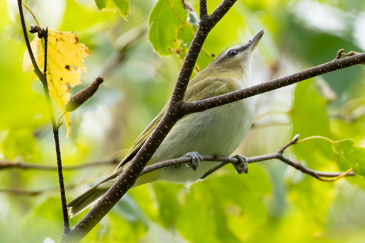 Rotaugenvireo - ML624090413