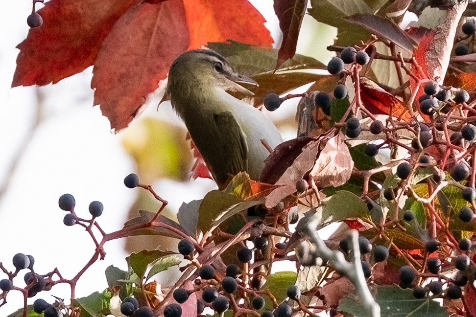 Rotaugenvireo - ML624090414