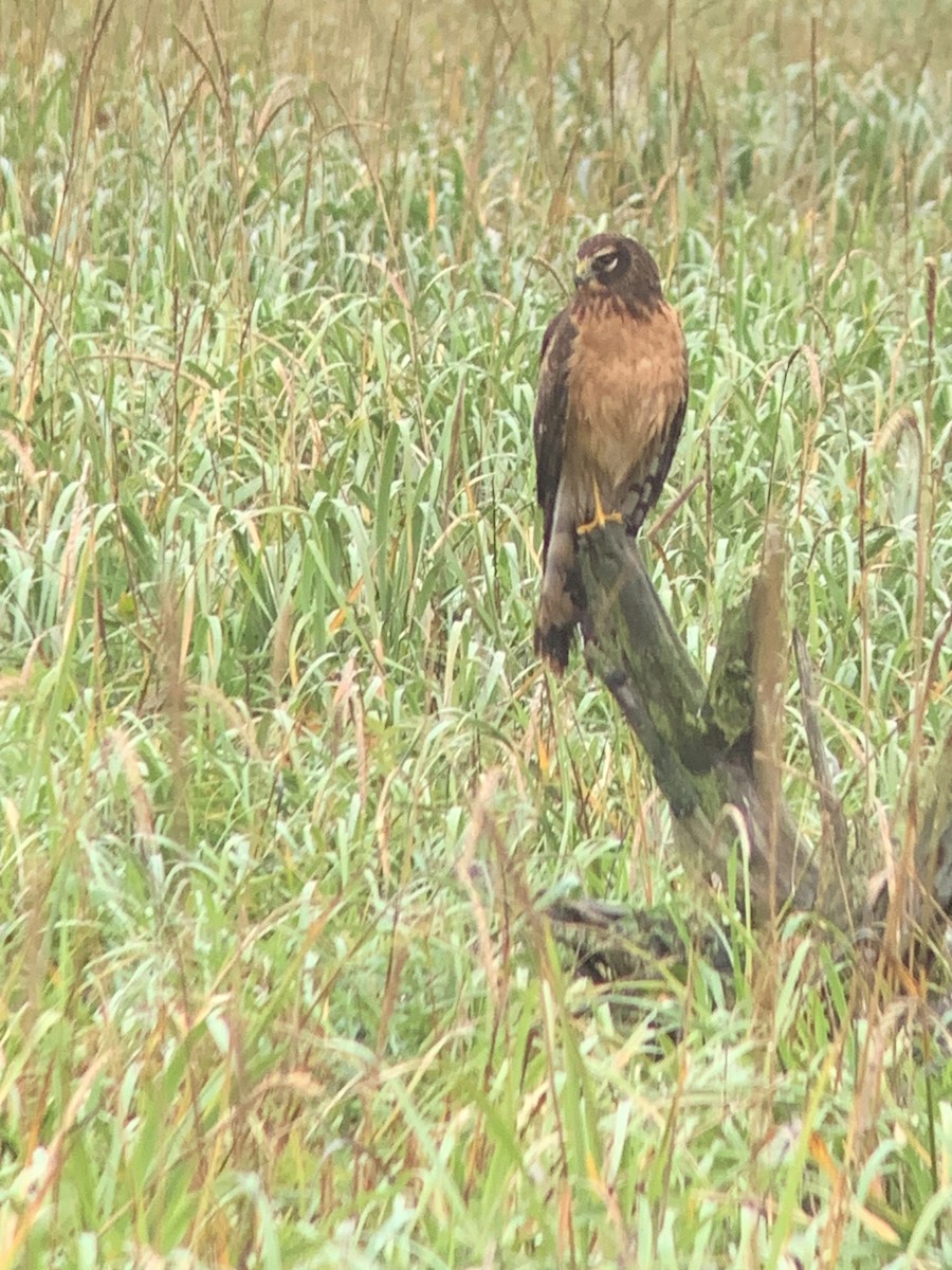 Northern Harrier - ML624090415