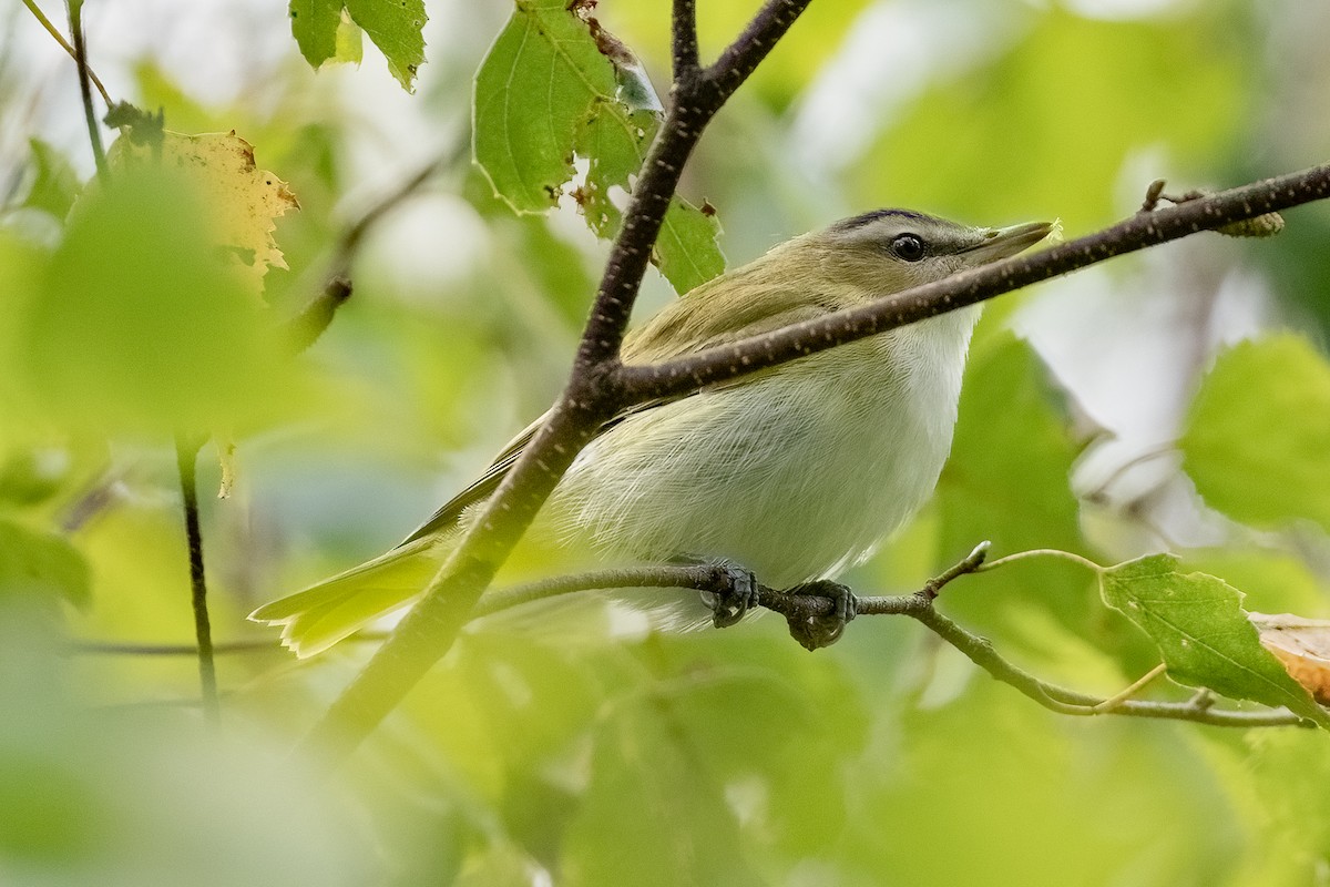 Rotaugenvireo - ML624090416