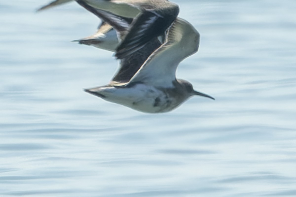 Dunlin - ML624090420