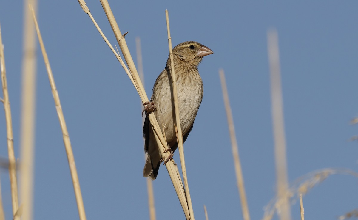 Southern Red Bishop - ML624090421