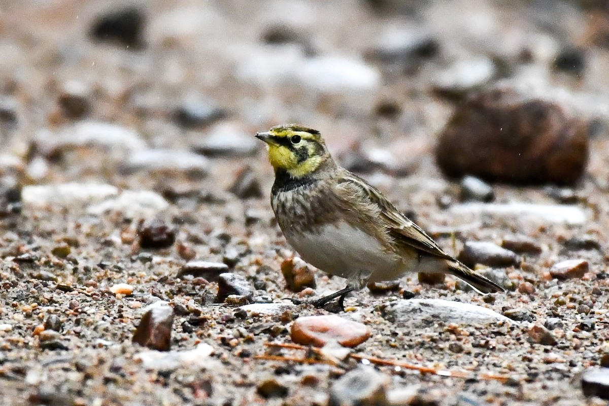 Horned Lark - Garry Waldram