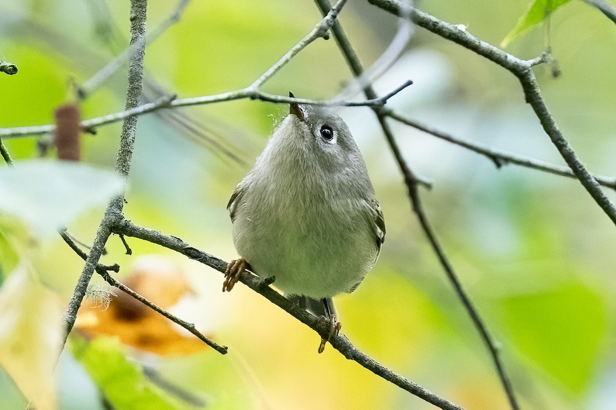 Ruby-crowned Kinglet - ML624090428