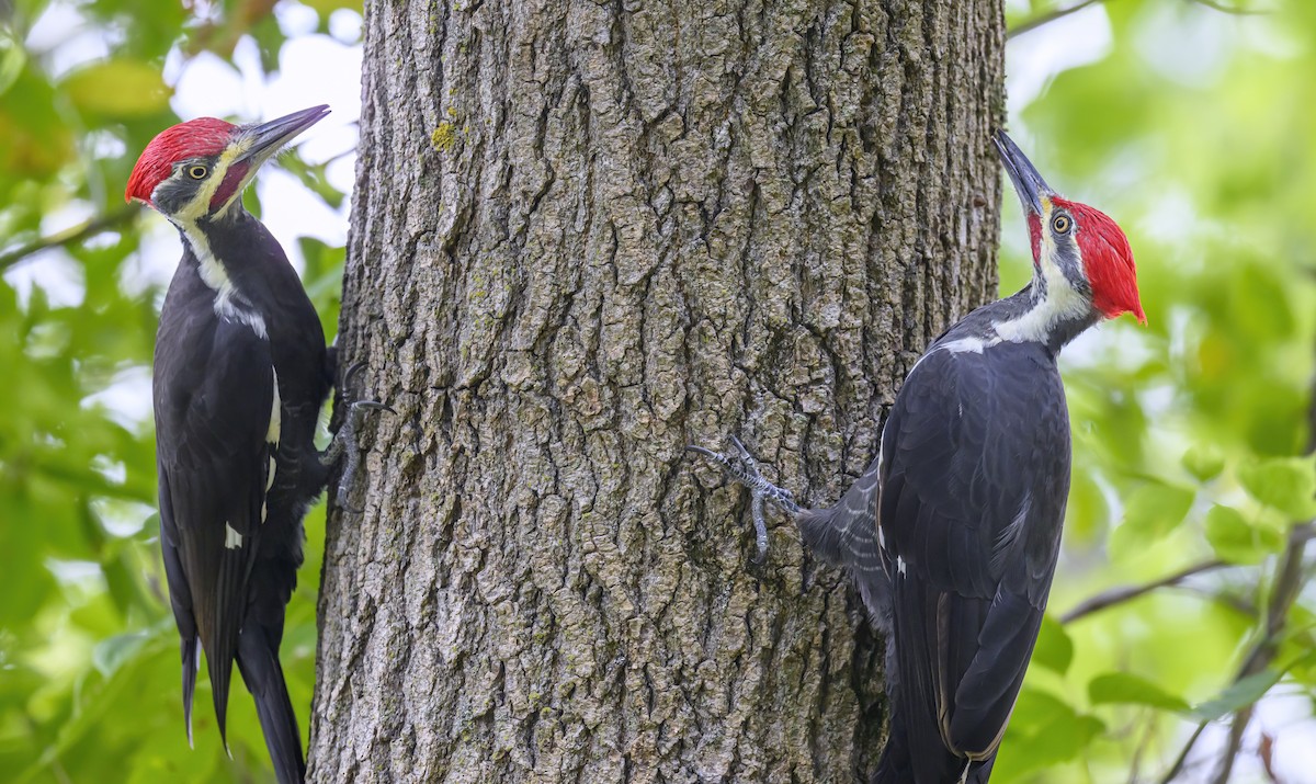 Pileated Woodpecker - Jocelyn  Anderson