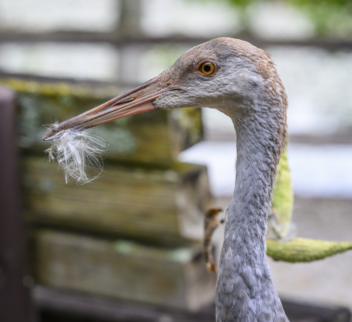 Sandhill Crane - ML624090451