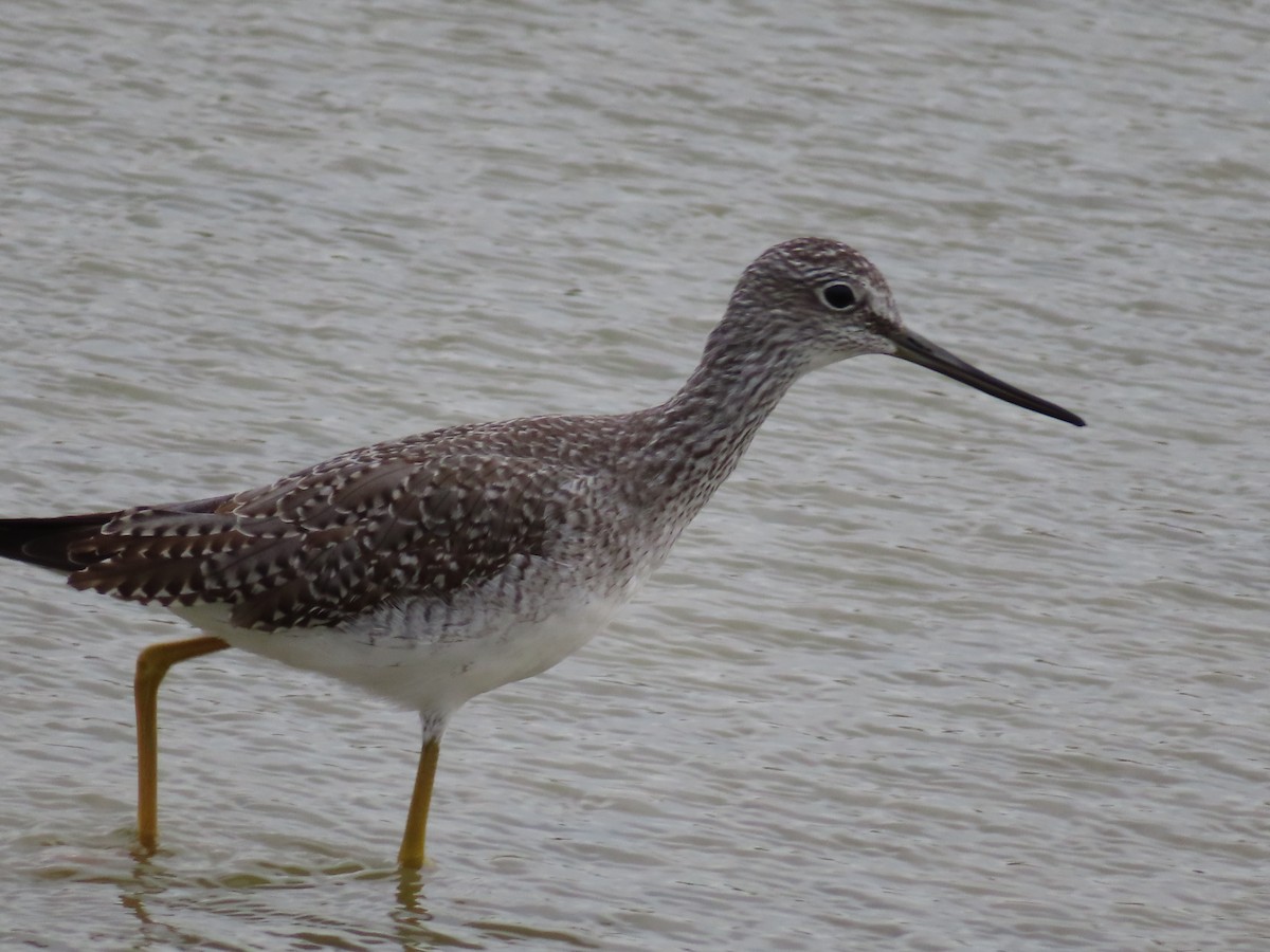 Greater Yellowlegs - Peter Marrier