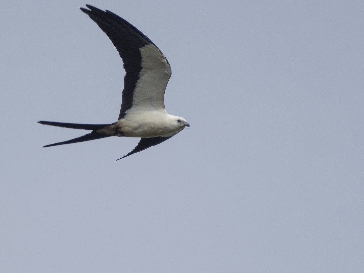 דאה אמריקנית - ML624090562
