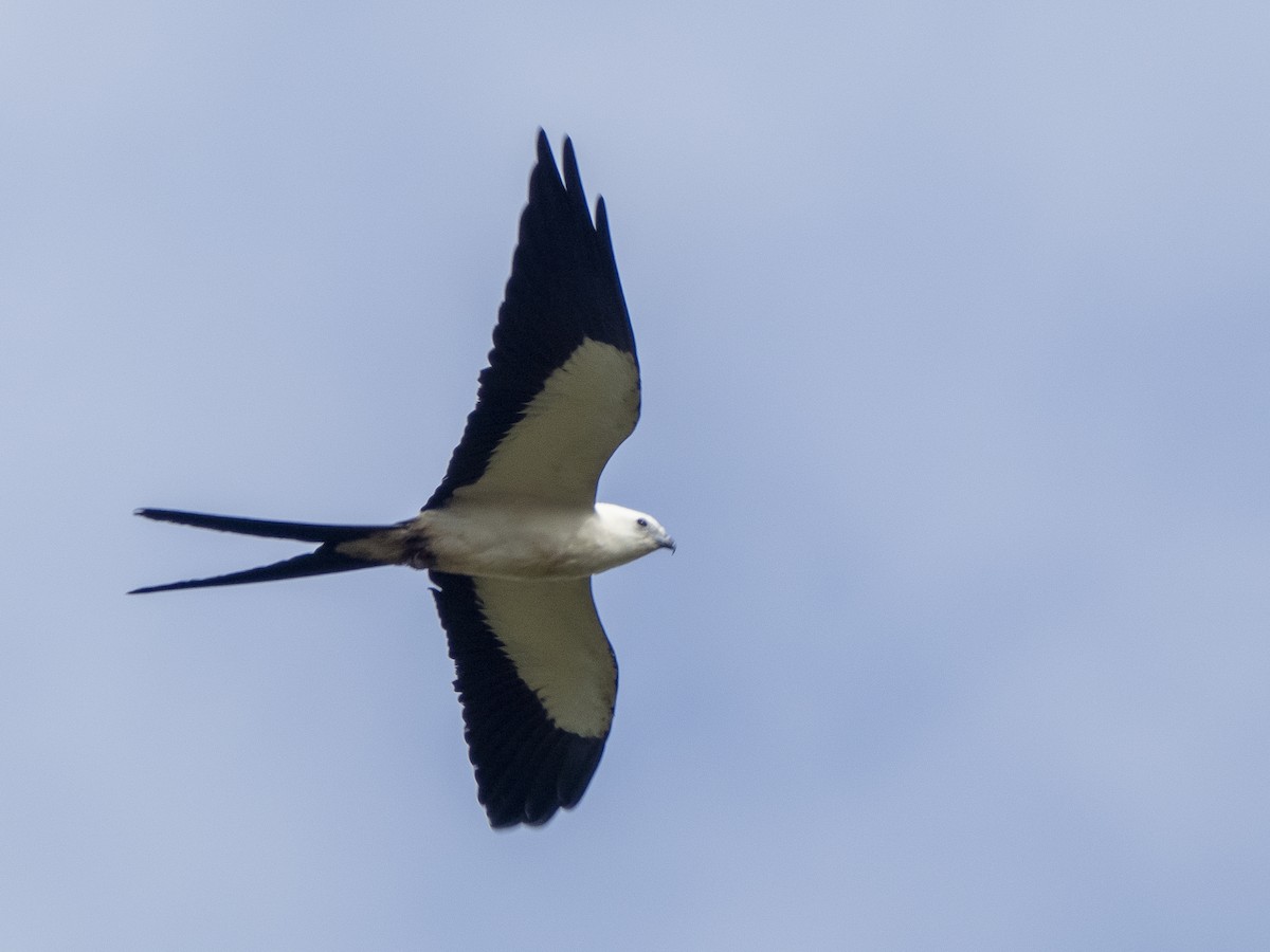 דאה אמריקנית - ML624090570