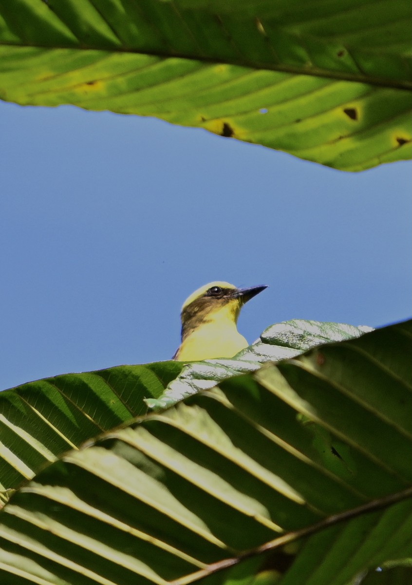 Lemon-browed Flycatcher - ML624090575