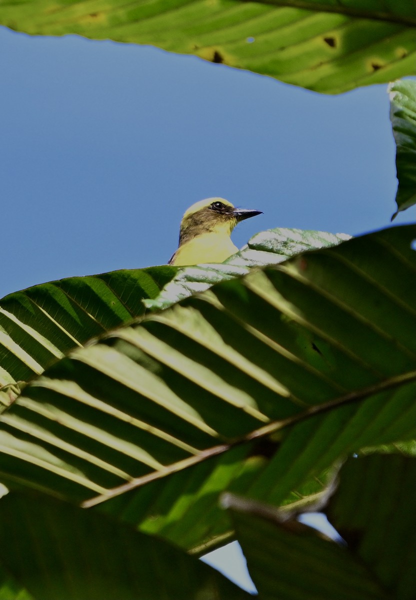 Lemon-browed Flycatcher - ML624090576