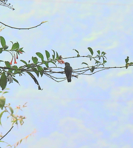 Buff-thighed Puffleg - ML624090579
